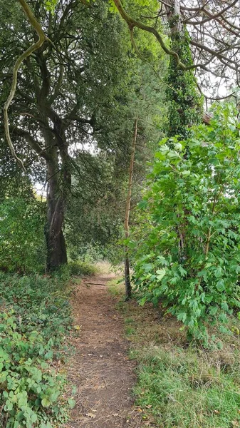 Groene Planten Bomen Stockwood Park Overdag — Stockfoto