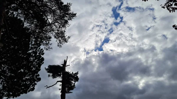 Plantes Arbres Verts Stockwood Park Pendant Journée — Photo