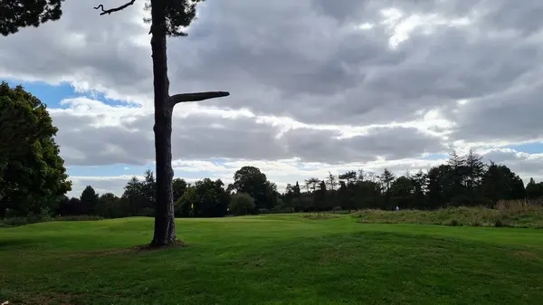 Gröna Växter Och Träd Stockwood Park Dagtid — Stockfoto