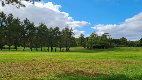 Gröna Växter Och Träd Stockwood Park Dagtid — Stockfoto