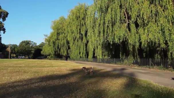 Высокогорный След Местного Общественного Парка Английском Городе Лутон — стоковое видео