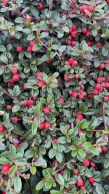 Kırmızı böğürtlenli çalılar, güzel çitler.