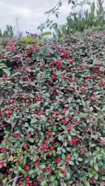 Arbustos Com Bagas Vermelhas Sebe Bonita — Vídeo de Stock