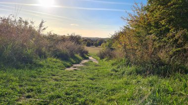 Gorgeous View of British Landscape with Green Trees and Plants