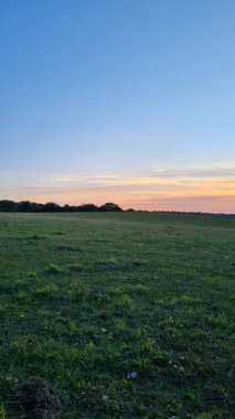 Gorgeous View of British Landscape with Green Trees and Plants