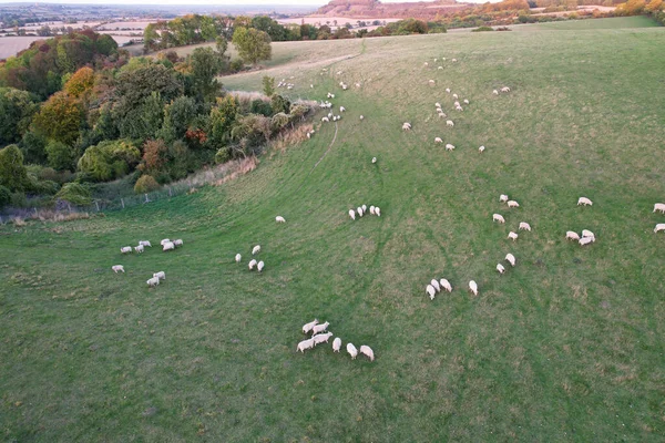 British Countryside Sheep Farms Hitchin Town England — стокове фото