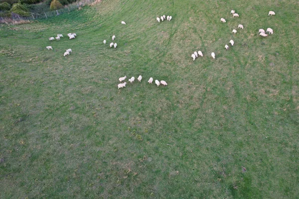 Vista Aérea British Countryside Sheep Farms Cerca Hitchin Town England —  Fotos de Stock