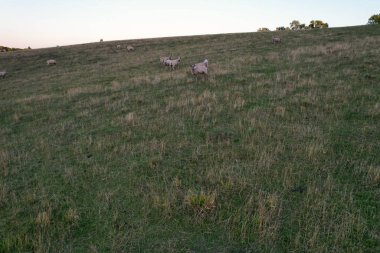 İngiltere 'nin otostop kasabası yakınlarındaki İngiliz Koyun Çiftlikleri ve Kırsal Bölgesi