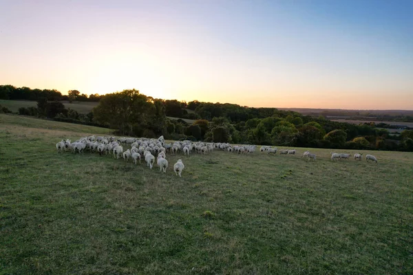 Flygfoto Brittiska Landsbygden Och Fårfarmar Nära Hitchin Town England — Stockfoto