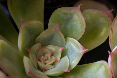 Havalı çölden gelen kaktüs bitkisinin dikenli bahçedeki yeşil yaprakların uçlarında kırmızı shatp çivileri var.