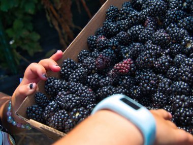 Özenle toplanmış böğürtlenler en iyisidir. Bu organik Kansas meyveleri harika sağlıklı bir atıştırmalık olur..