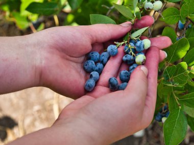 Young girl holding many freshly picked blueberries in Edgerton Kansas