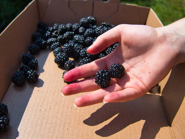 Handpicked Blackberries Best Organic Kansas Berries Make Wonderful Healthy Snack — Stock Photo, Image