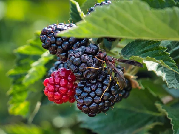 Eşek arısı çoğunlukla olgun organik böğürtlenler üzerinde tozlaşıyor. Bazıları hala kırmızı ve henüz hazır değil..
