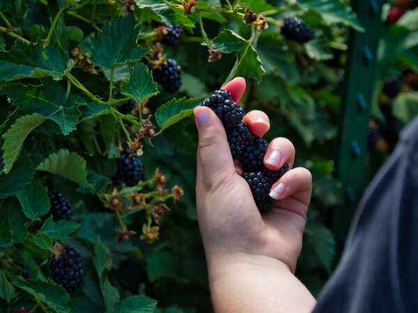 Handpicked blackberries are the best. These organic Kansas berries make a wonderful healthy snack.