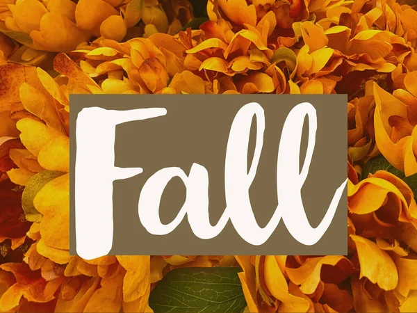 Fall Graphic Autumn Thanksgiving Celebrations — Stock fotografie