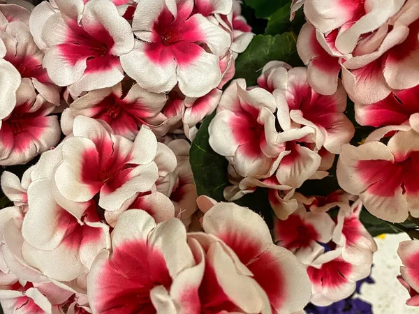 Add Your Own Personal Text Top Pink White Phlox Great — Photo