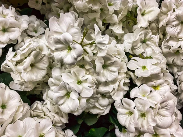 Add Your Own Personal Text Top White Phlox Great Fall — Stock Photo, Image