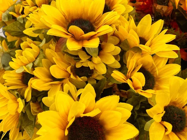 Add Your Own Personal Text Top Sunflower Image Great Fall — Stock Photo, Image