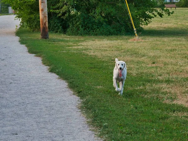 Man Best Friend Returning Back Running Heritage Dog Park Olathe — стокове фото