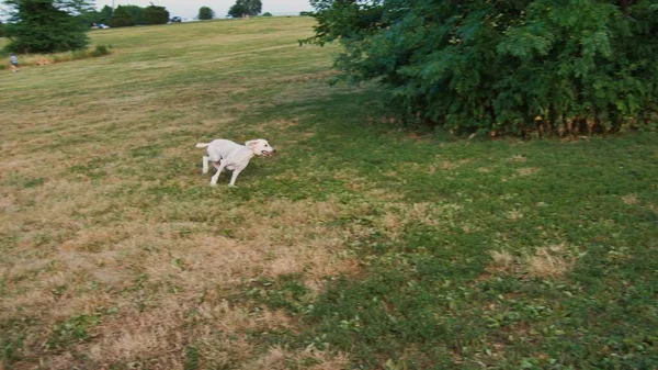 Looks Someone Got Zoomies Standard Poodle Running Circles Heritage Park — Fotografia de Stock