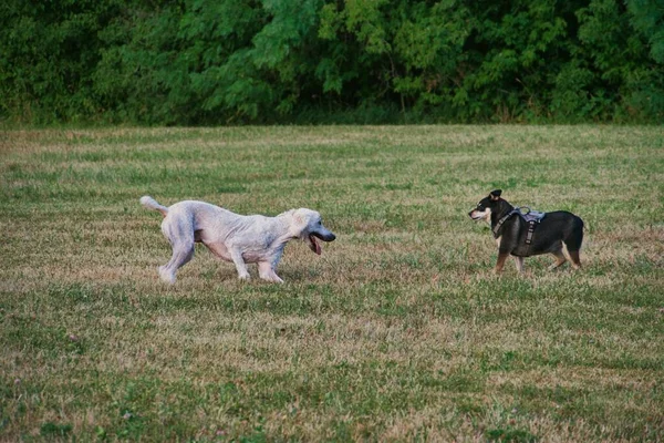 Standard Poodle Wants Play Smaller Black Brown Terrier Sure — Foto de Stock