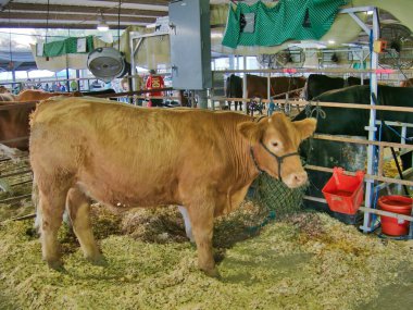 How now brown cow - Chilling at the Miami County Fair in Paola Kansas