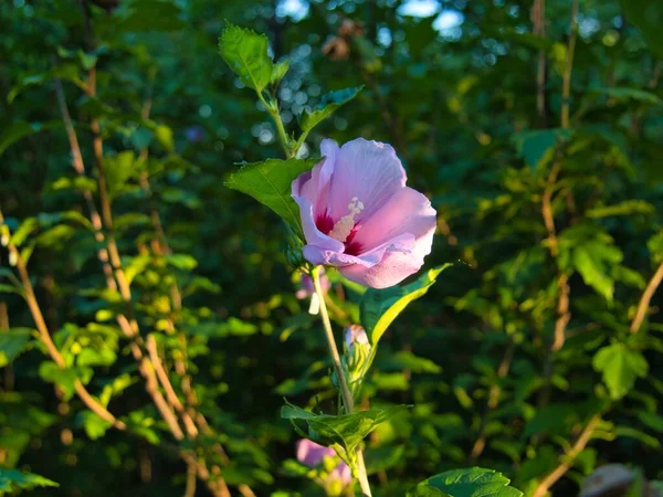 Beautiful Pink Hibiscus Tree Ona Sunny Day Gardner Kansas — Foto de Stock