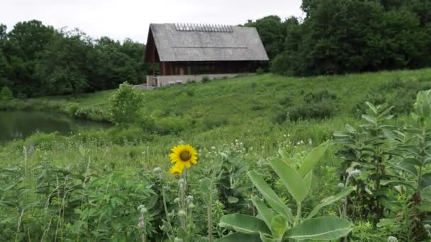 Peaceful Scene Ashy Sunflower Blowing Breeze Old Glass Church Sitting — Vídeo de stock