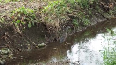 Yumuşak, pürüzsüz su görüntülerine dalın. Paola Kansas 'taki Big Bull Creek. Bu genç Mavi Balıkçıl yemyeşil Rock Stadyumu yolunda yürüyor. Bull Creek 'te yürüyen Mavi Balıkçıl Bebek.