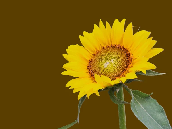 Yellow Sunflower Isolated Dark Green Background Plenty Copy Space Add — Photo