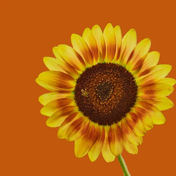 Yellow and orange sunflower isolated on a orange background. Add your Fall seasonal text to this background.