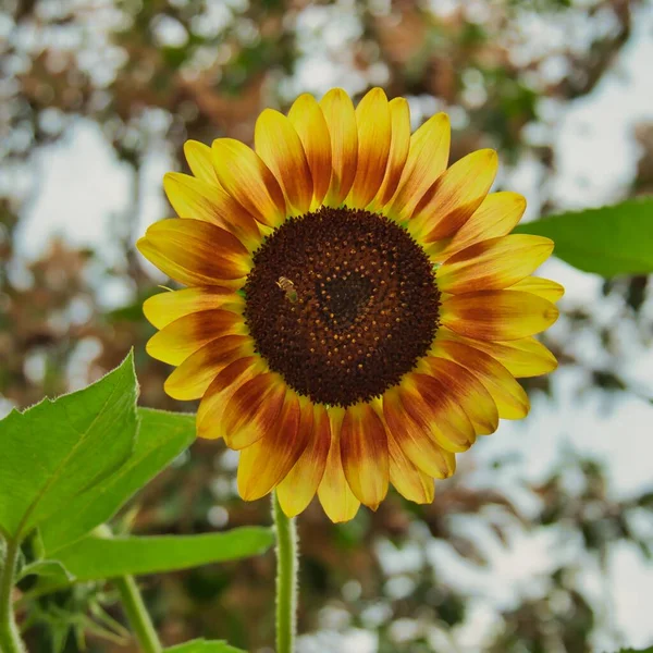 Yellow Orange Sunflower Isolated Shade — Photo