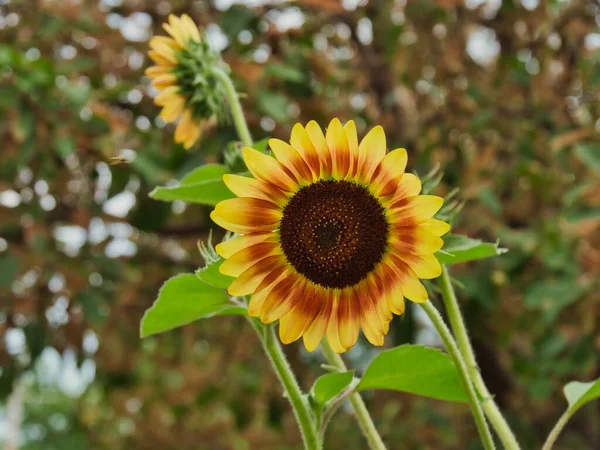 Yellow Orange Sunflowers Isolated Shade — стоковое фото