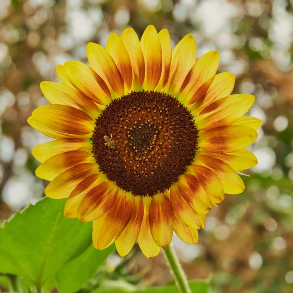 Yellow Orange Sunflower Isolated Shade — Photo