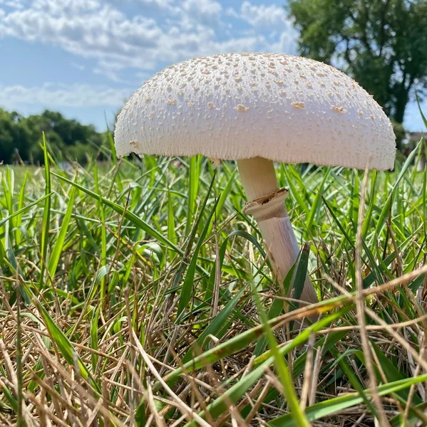 Isolated Horse Mushroom in the grass after several days of rain.