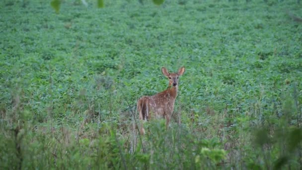 Young Deer Out All Alone Snack Coffee Creek Trail Olathe — Stock video