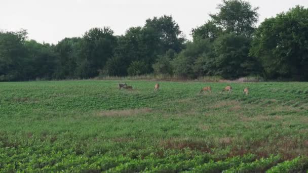 Family Deer Crossing Soybean Farm Dusk Olathe Overland Park Kansas — Stockvideo