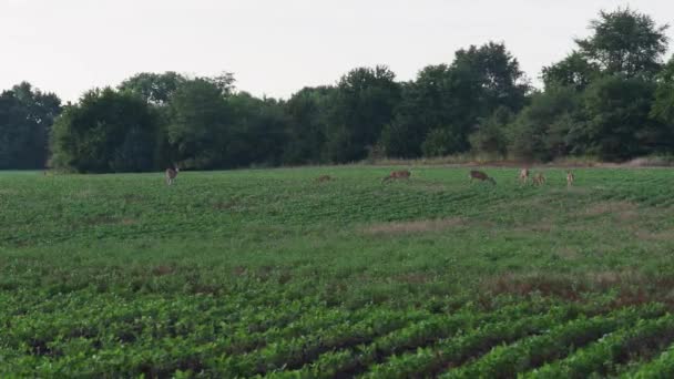 Family Deer Crossing Soybean Farm Dusk Olathe Overland Park Kansas — ストック動画