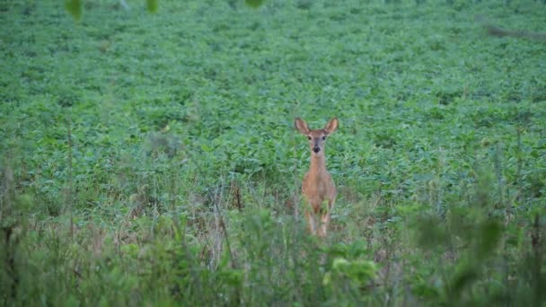 Young Deer Out All Alone Snack Coffee Creek Trail Olathe — Stock video