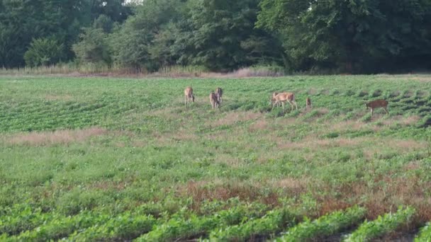 Family Deer Crossing Soybean Farm Dusk Olathe Overland Park Kansas — Stock Video