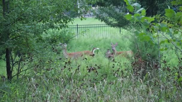 Deer Crossing Small Wooded Area Overland Park — Vídeos de Stock