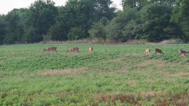 Playful Little Deer Ends Getting Headbutted Adult Large Family Deer — Stock video