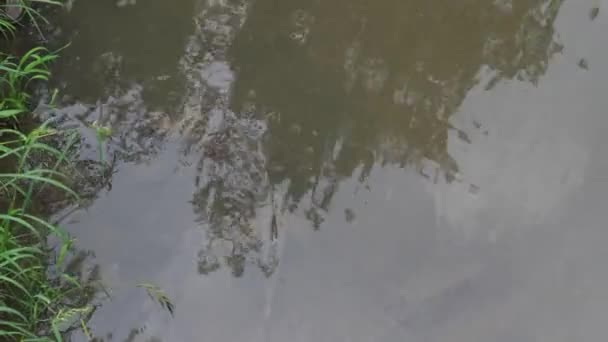 Large Fish Swimming Super Shallow Creek Water Relaxing Image Meditation — Stockvideo