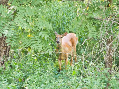 This baby deer was hiding out in the grass on a sunny Summer day at Ernie Miller Nature Center in Olathe Kansas