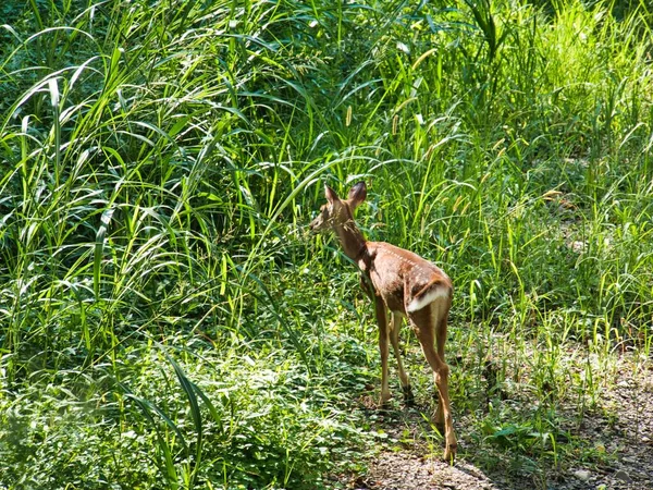 Baby Deer Hiding Out Grass Sunny Summer Day Ernie Miller — ストック写真