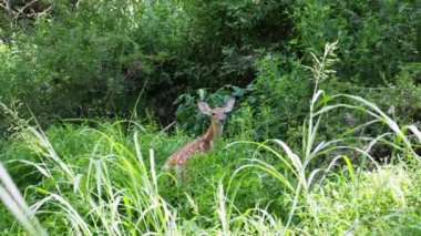 This baby deer was hiding out in the grass on a sunny Summer day at Ernie Miller Nature Center in Olathe Kansas