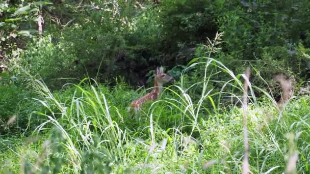 Baby Deer Hiding Out Grass Sunny Summer Day Ernie Miller — Stockvideo