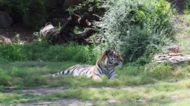 Endangered Amur Tiger sitting in the grass at a Kansas Zoo.