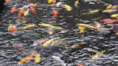 Large group of Koi fish swimming in a Wichita Kansas pond